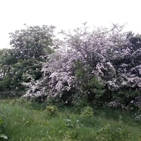 Nordborg Hejnsvi